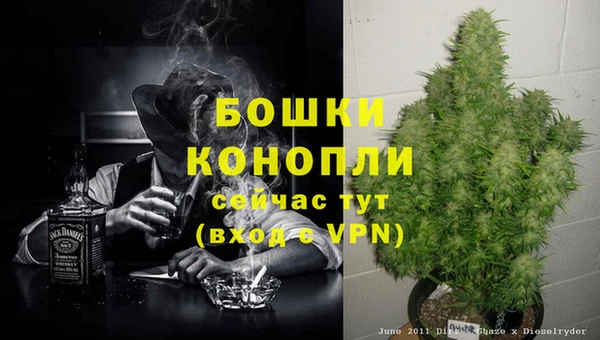 сатива Каменка